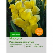 Нарцисс Разрезнокорончатый Chanterelle