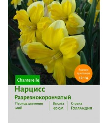 Нарцисс Разрезнокорончатый Chanterelle