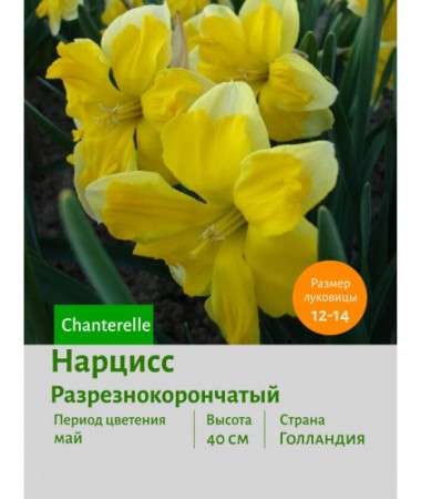Нарцисс Разрезнокорончатый Chanterelle