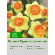 Нарцисс Крупнокорончатый Coral Crown