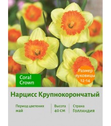Нарцисс Крупнокорончатый Coral Crown
