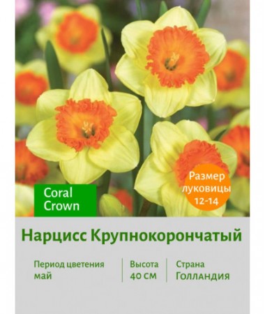 Нарцисс Крупнокорончатый Coral Crown