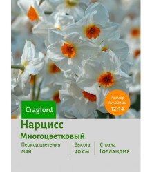 Нарцисс Многоцветковый Cragford