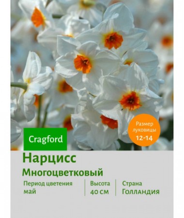 Нарцисс Многоцветковый Cragford