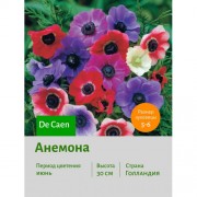 Анемона De Caen