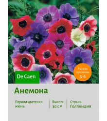 Анемона De Caen