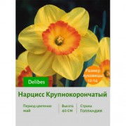 Нарцисс Крупнокорончатый Delibes