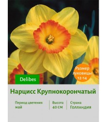 Нарцисс Крупнокорончатый Delibes