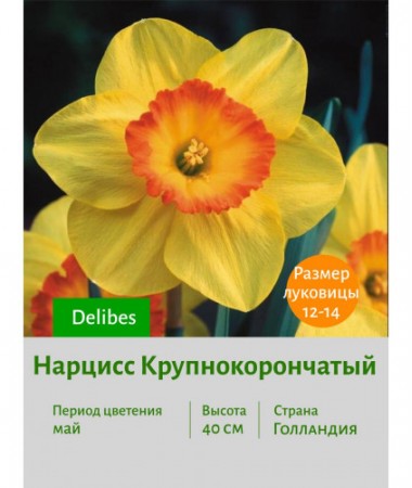 Нарцисс Крупнокорончатый Delibes