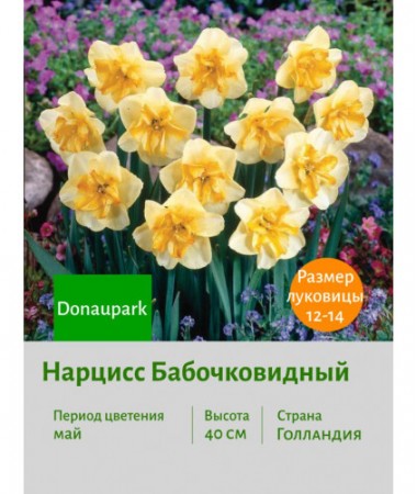 Нарцисс Бабочковидный Donaupark