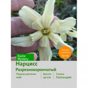 Нарцисс Разрезнокорончатый Exotic Mystery