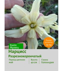 Нарцисс Разрезнокорончатый Exotic Mystery
