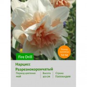 Нарцисс Разрезнокорончатый Fire Drill