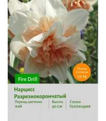 Нарцисс Разрезнокорончатый Fire Drill