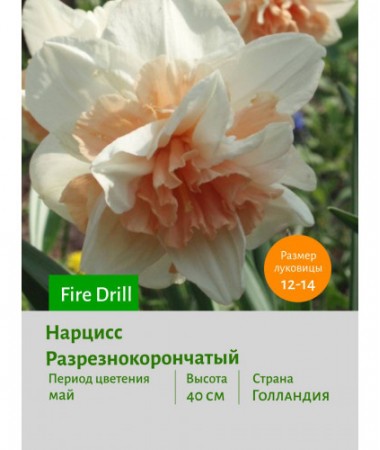 Нарцисс Разрезнокорончатый Fire Drill