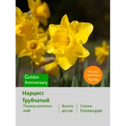 Нарцисс Трубчатый Golden Anniversary