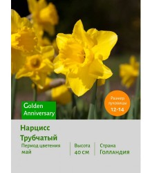 Нарцисс Трубчатый Golden Anniversary