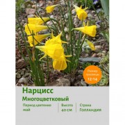 Нарцисс Многоцветковый Golden Bells