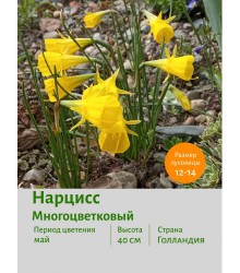 Нарцисс Многоцветковый Golden Bells