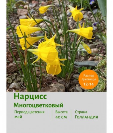 Нарцисс Многоцветковый Golden Bells
