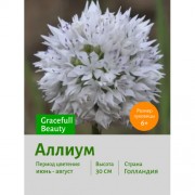 Аллиум Gracefull Beauty