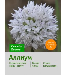 Аллиум Gracefull Beauty