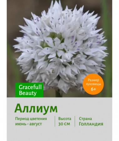Аллиум Gracefull Beauty