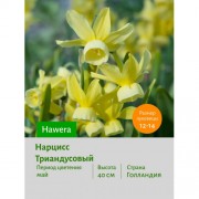 Нарцисс Триандусовый Hawera
