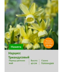 Нарцисс Триандусовый Hawera