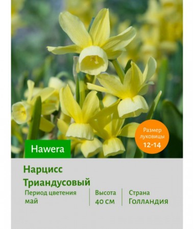 Нарцисс Триандусовый Hawera