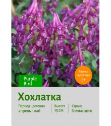 Хохлатка Purple Bird