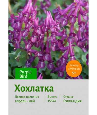 Хохлатка Purple Bird