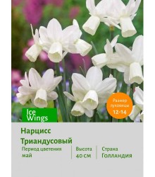 Нарцисс Триандусовый Ice Wings