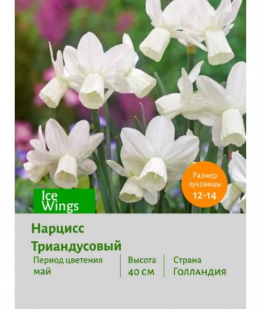 Нарцисс Триандусовый Ice Wings