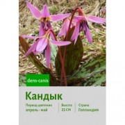 Кандык dens-canis