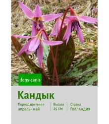 Кандык dens-canis