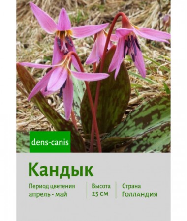 Кандык dens-canis