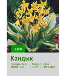 Кандык Pagoda