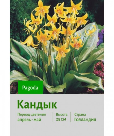 Кандык Pagoda