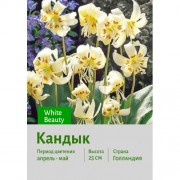 Кандык White Beauty