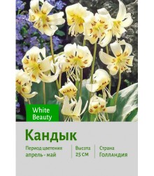 Кандык White Beauty
