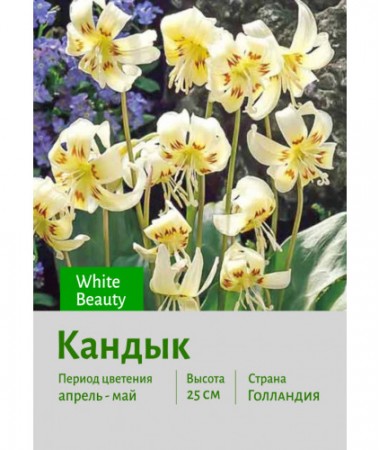 Кандык White Beauty