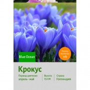 Крокус Blue Ocean