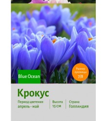 Крокус Blue Ocean