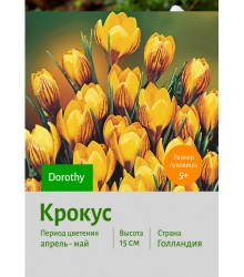Крокус Dorothy