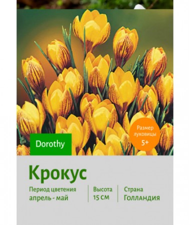 Крокус Dorothy