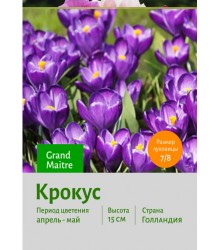 Крокус Grand Maitre