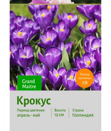 Крокус Grand Maitre