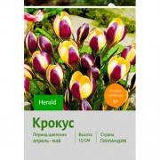 Крокус Herald