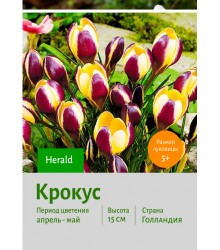 Крокус Herald